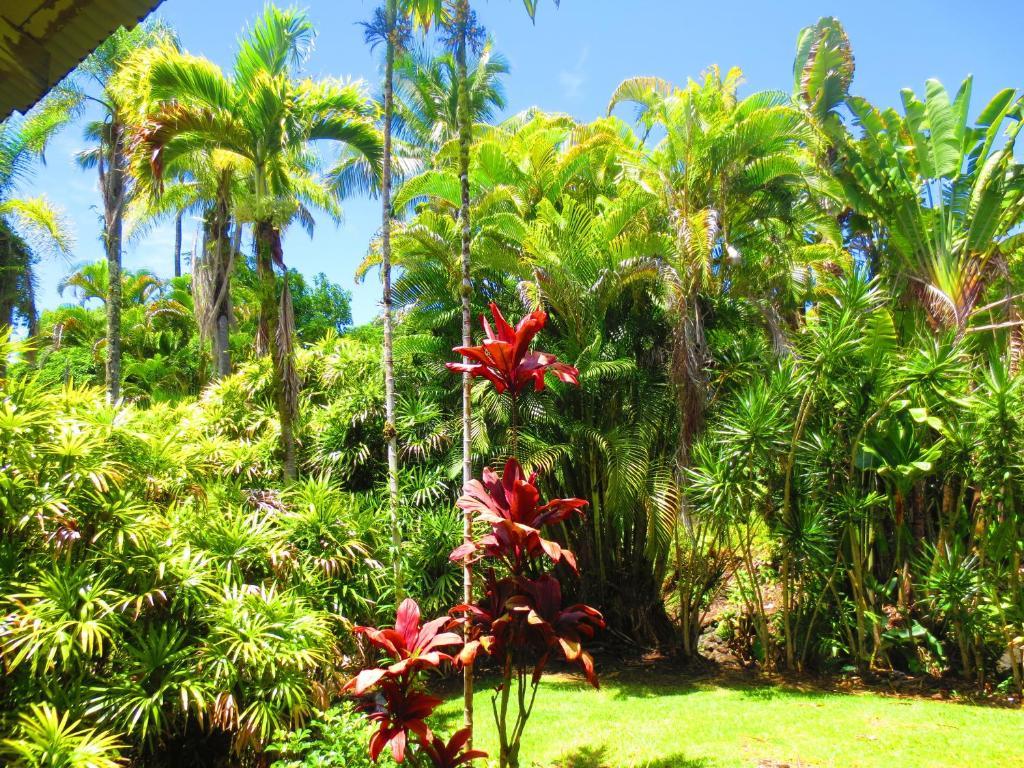 Maureen'S Bed And Breakfast Hilo Exterior photo